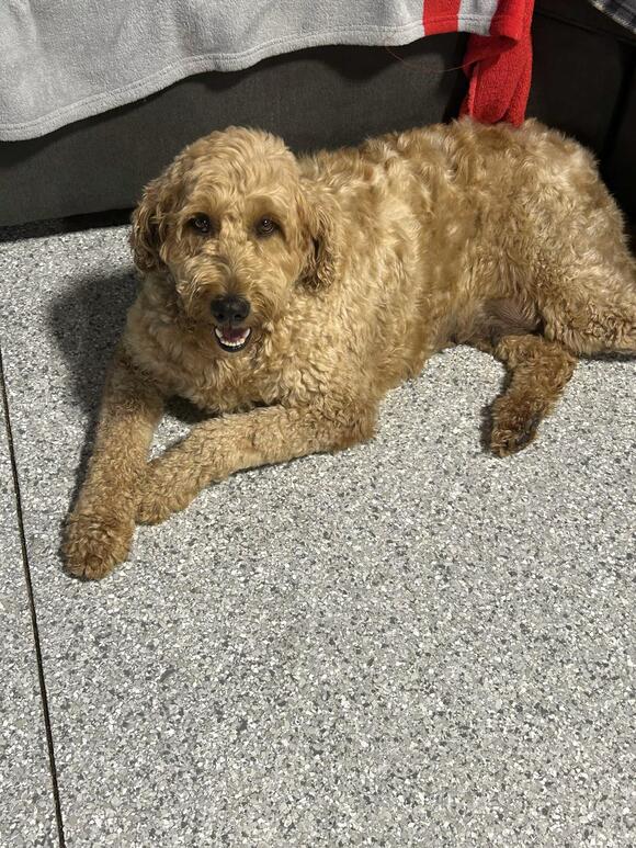 🐶 Playful Doodles Ready for Adoption in Antwerp, Ohio - NewsBreak