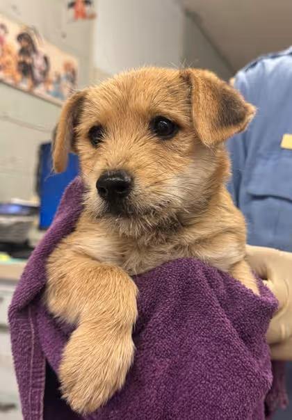 🐶 Playful & Loyal Dogs Ready for Adoption in Madera, CA - NewsBreak