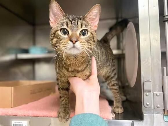 🐱 Friendly Cats Waiting for Adoption in Fort Wayne - NewsBreak