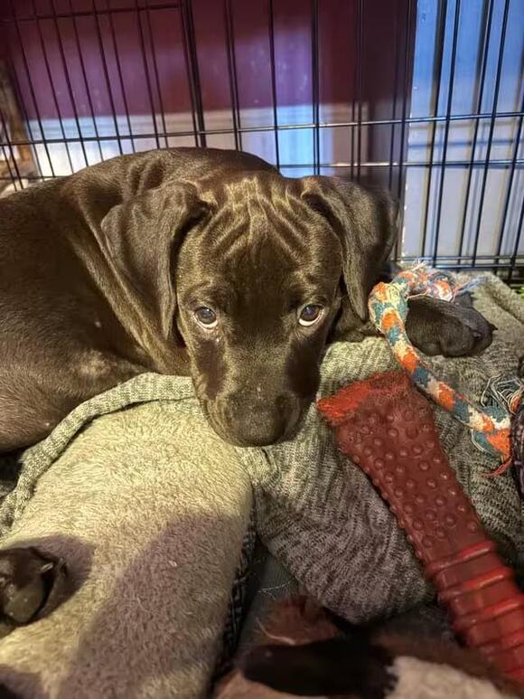 🐶 Playful, Gentle & Loyal Dogs Ready for Adoption in Marietta - NewsBreak