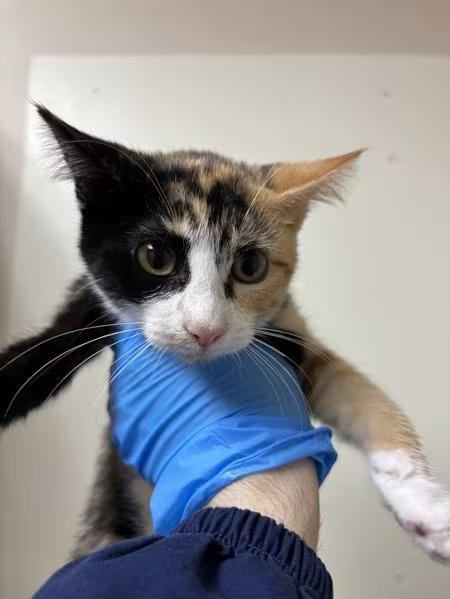 🐱 Playful Kittens & a Shy Gentleman Cat Ready for Homes in Sherwood ...