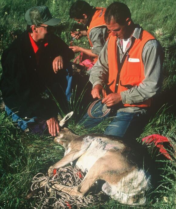 Wyoming’s ‘Path of the Pronghorn’ is a signature away from protections ...