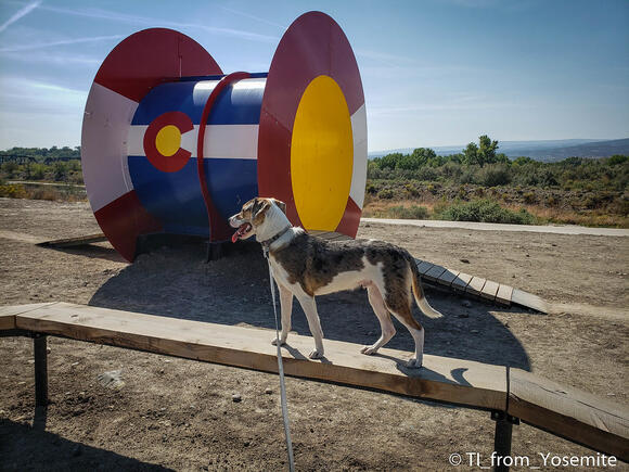 Why Some US Cities Are Banning Certain Dog Breeds - NewsBreak