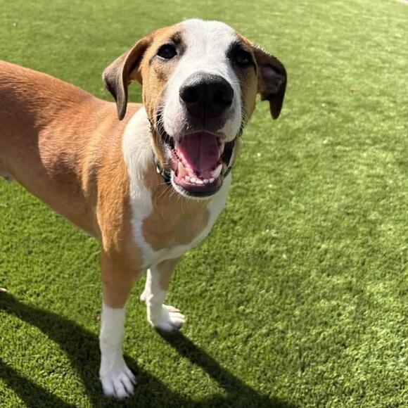🐶 Playful, Gentle Dogs Waiting for Adoption in Barrington NH - NewsBreak