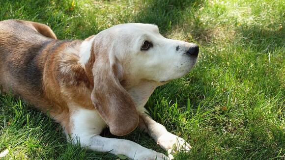 1,500 Beagles Freed from Wisconsin Lab Breeder in Landmark Rescue Deal ...