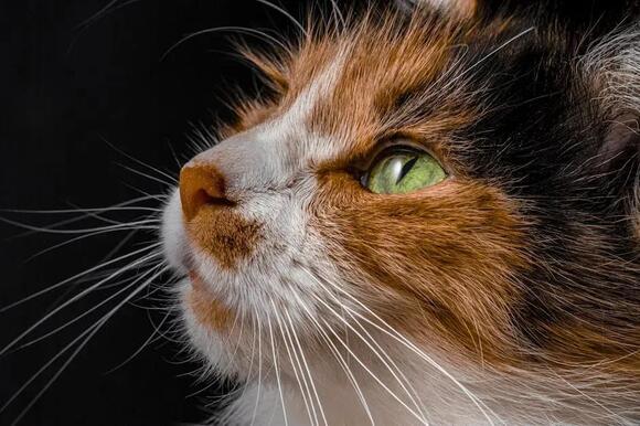 The Mysterious Power of Your Cat’s Slow Blink: A Sign of Trust - NewsBreak