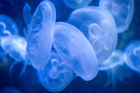 7 Ocean Species That Travel Vertically Hundreds of Feet Every Single ...