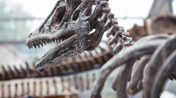 7 Times Dinosaur Bones Turned Out to Be Fakes - NewsBreak