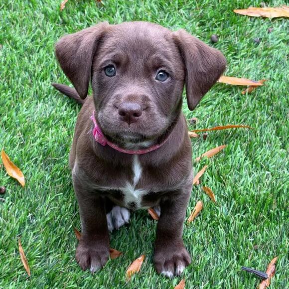 🐶 Playful Lab Mix Puppies Ready for Adoption in Apex, NC - NewsBreak