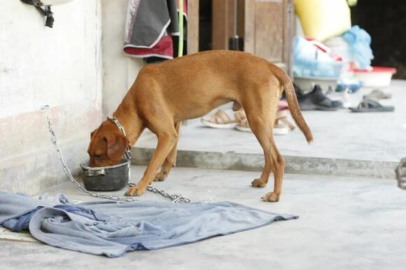15 Behaviours a Rescue Dog Saves for the First Person It Decides to ...