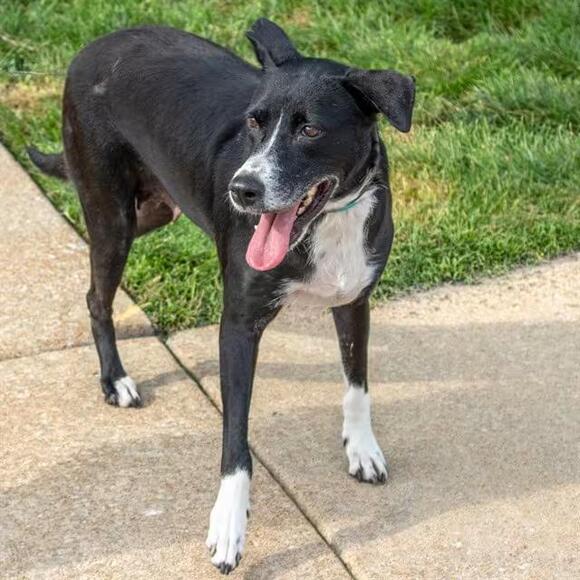 🐶 Friendly Missouri Dogs Ready for Adoption in Maryland Heights - NewsBreak