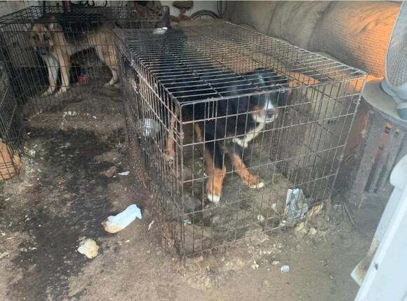 LI woman, 79, charged with animal cruelty after allegedly letting 49 ...