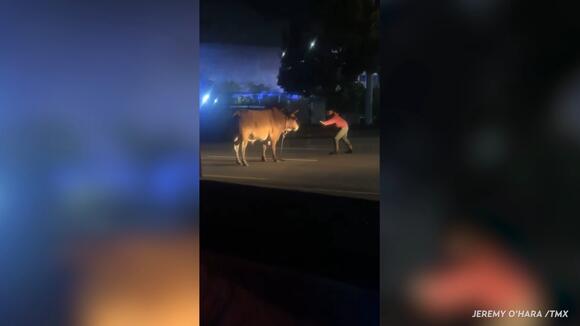 8 Bulls Escape Massachusetts Rodeo: See the Viral Video and Last ...