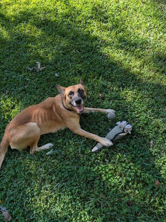 🐶 Playful, Gentle & Loyal Dogs Ready for Adoption in Greenville - NewsBreak