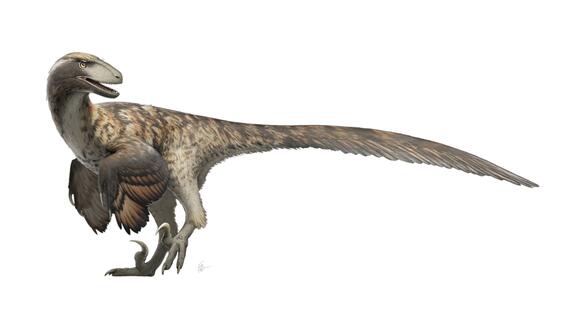 How Did Raptors Hunt in Packs? New Evidence Suggests Strategy - NewsBreak