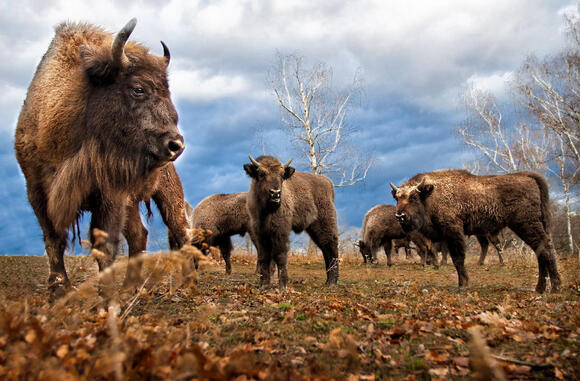 12 Prehistoric Animals Early Americans Actually Hunted - NewsBreak