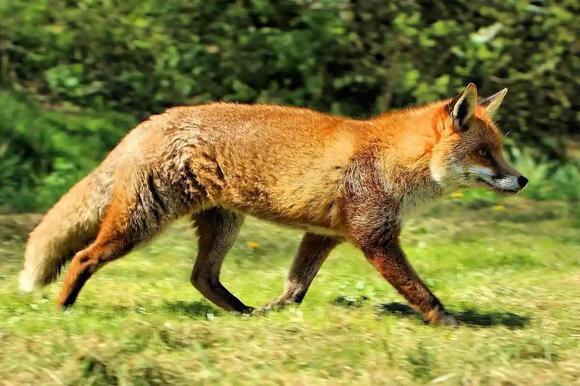 23 Animals That Eat Squirrels: From Backyard Hawks to Bobcats and ...
