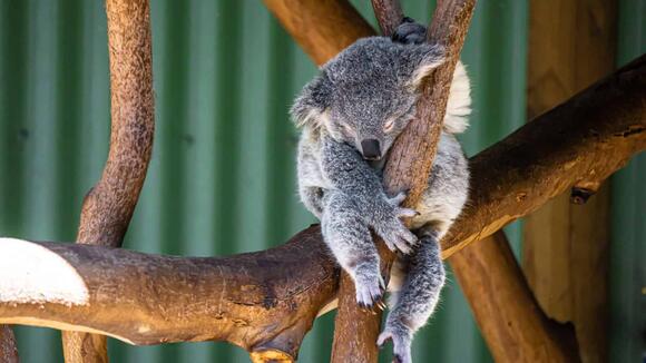 Why Koalas Sleep Up to 20 Hours a Day - NewsBreak