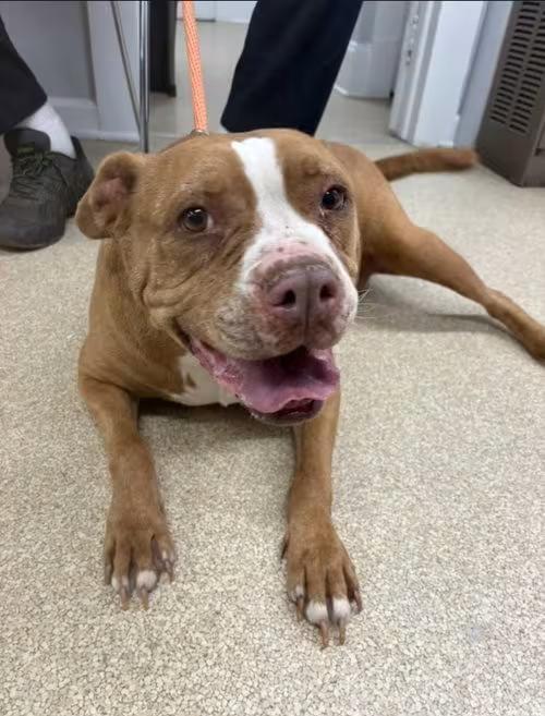 🐶 Playful, Gentle & Loyal Dogs Ready for Adoption in Winston-Salem ...