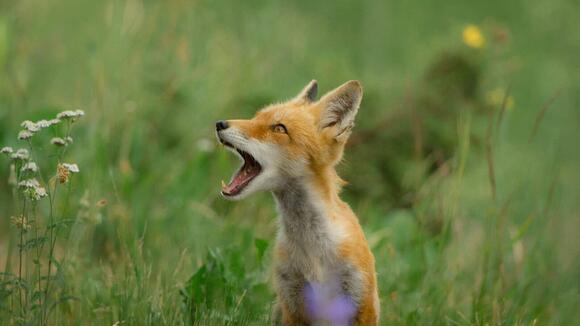 Why Foxes Scream at Night—and What It Means - NewsBreak