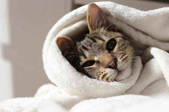 Weeknight Habits That Help an Anxious Cat Settle - NewsBreak