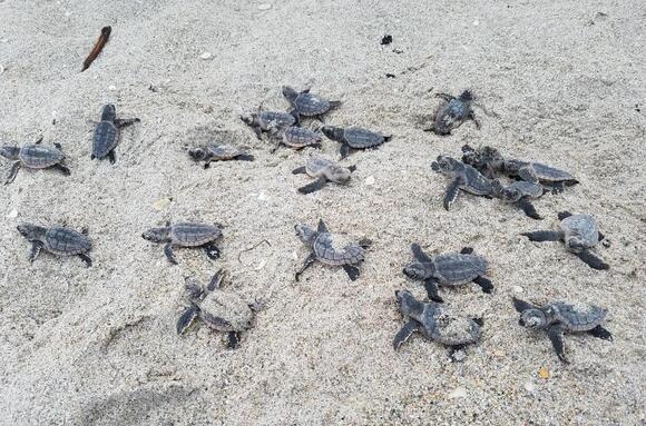 Loggerhead sea turtle nesting reaches record high - NewsBreak