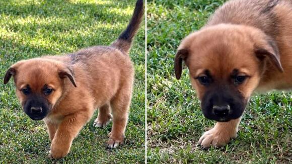 9-Week-Old Puppy Born to Dolly Momma Guitar Now Ready For Adoption ...