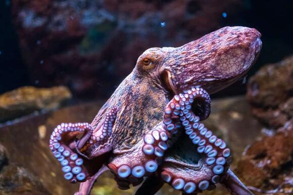 The 10 Animals With the Largest Brains Relative to Body Size - NewsBreak