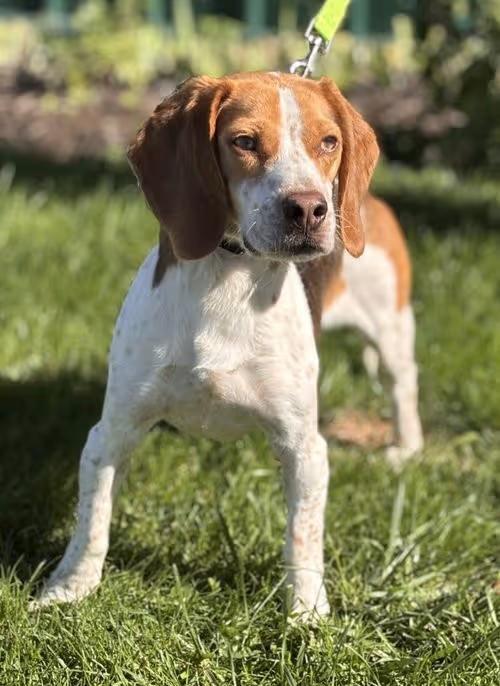 🐶 Playful, Gentle & Loyal Dogs Ready for Adoption in Batavia - NewsBreak