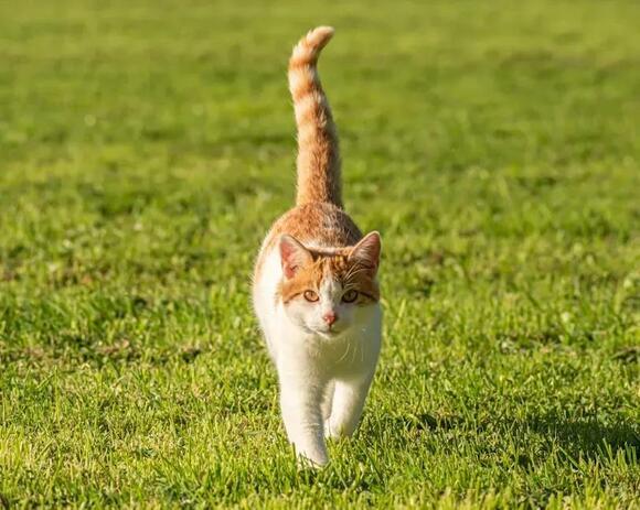 The Silent Language: How Cats Really Communicate Their Needs - NewsBreak