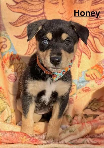 🐶 Playful, Quirky & Sweet Dogs Ready for Adoption in Salem OR - NewsBreak