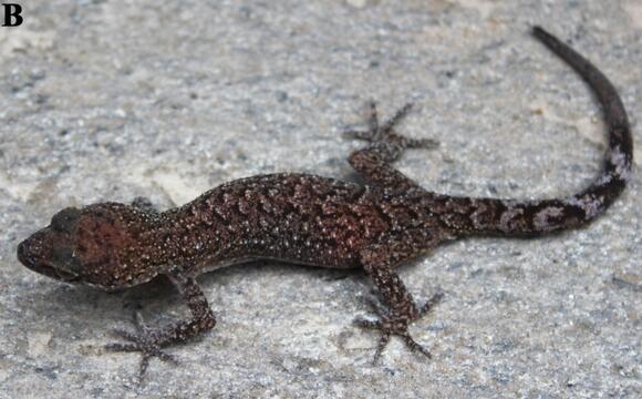 Gecko found on a night hike in Nepal is one of 5 species scientists ...