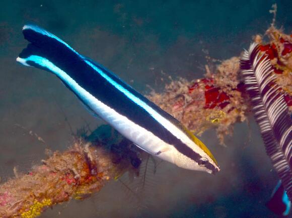 The Most Intelligent Fish in the Ocean Might Surprise You - NewsBreak