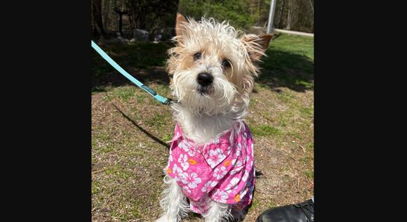 This Unique 11-Month-Old Terrier Needs an Experienced & Loving Forever ...