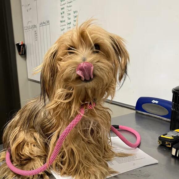 🐶 Playful, Gentle & Loyal Dogs Ready for Adoption in Yuma - NewsBreak