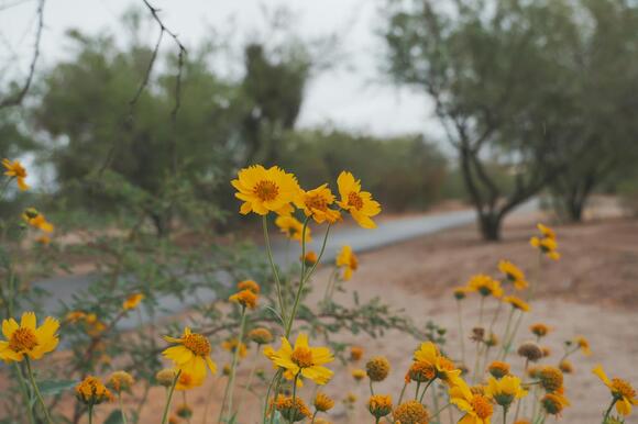 Arizona's Wet Autumn Creates Perfect Conditions For Mold Spores And ...