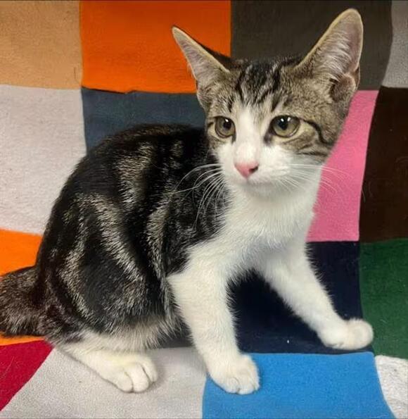 🐱 Playful Baby Cats Looking for Homes in Hesperia - NewsBreak
