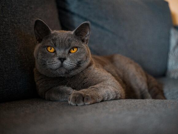 12-cat-breeds-with-the-most-affectionate-personalities-newsbreak