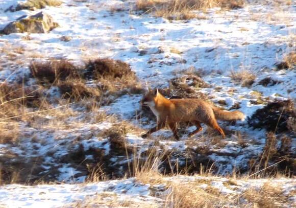 This Newly Found Fox in New England Has Scientists Talking - NewsBreak