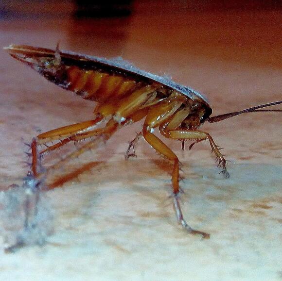 What Do You Call a Group of Cockroaches? The Answer Is Exactly How It ...
