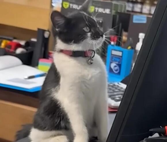 Stray Cat Oatey Rules the Aisles as Official Manager at a Hardware ...