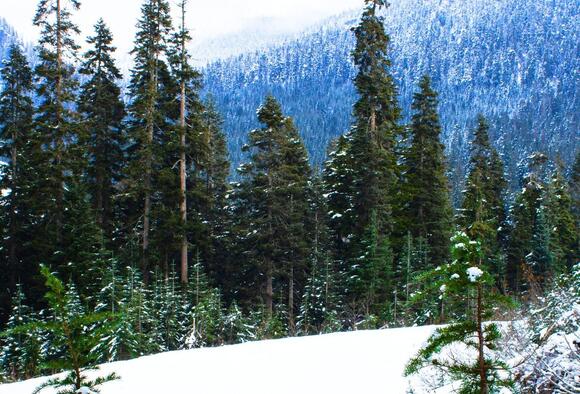 NOAA Issues Winter Outlook for Washington and Oregon, and It's a Mixed ...