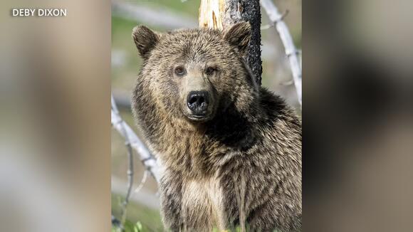 Fans fear the worst after Yellowstone's famed 'Raspberry' grizzly bear ...