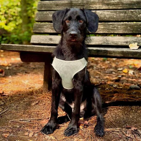 🐶 Playful Apex Pups Ready to Join Loving Local Families - NewsBreak