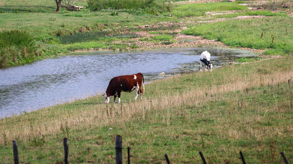 France reports first human case of livestock virus Shamonda after patient dies
