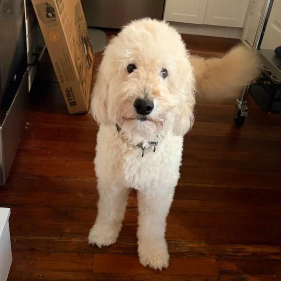 🐶 Playful, Gentle & Loyal Dogs Ready for Adoption in Savannah - NewsBreak