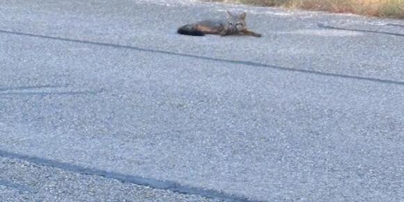 Texas community on edge after multiple fox attacks, confirmed rabies ...