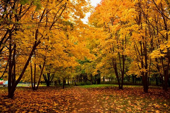 Great Falls Leaf Pickup Begins October 27 In Zone 1, Running Through ...