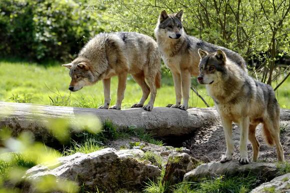 10 Habits That Strengthen A Wolf Pack And 3 That Break It - NewsBreak