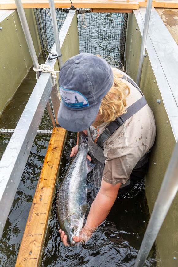 Banned since 1948, fish traps return to the Columbia River - NewsBreak